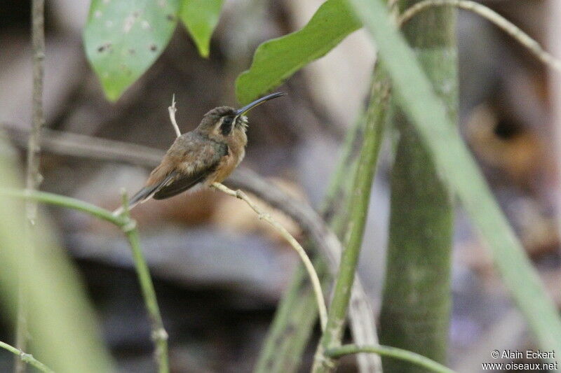 Stripe-throated Hermit