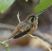 Stripe-throated Hermit