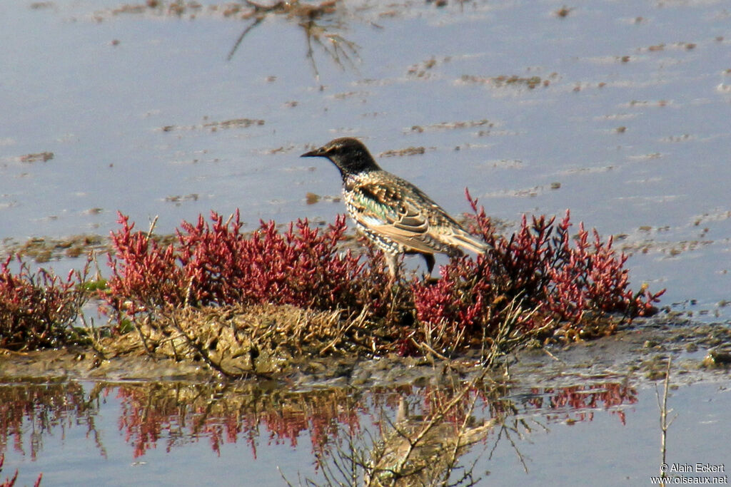 Common Starling