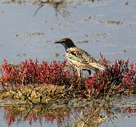 Common Starling