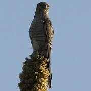 Banded Kestrel