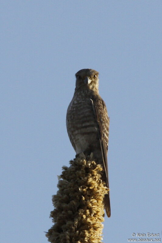 Banded Kestrel