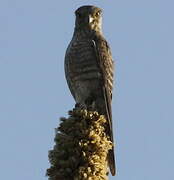 Banded Kestrel