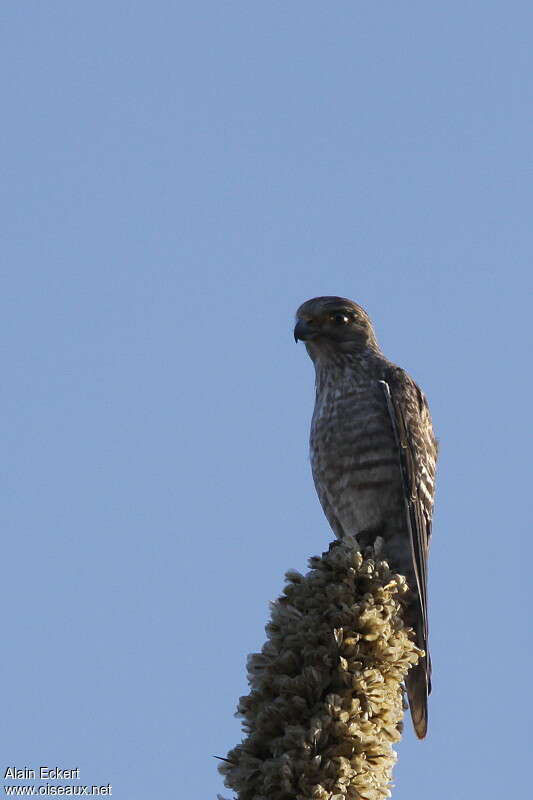 Banded Kestrel, identification