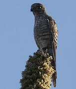 Banded Kestrel