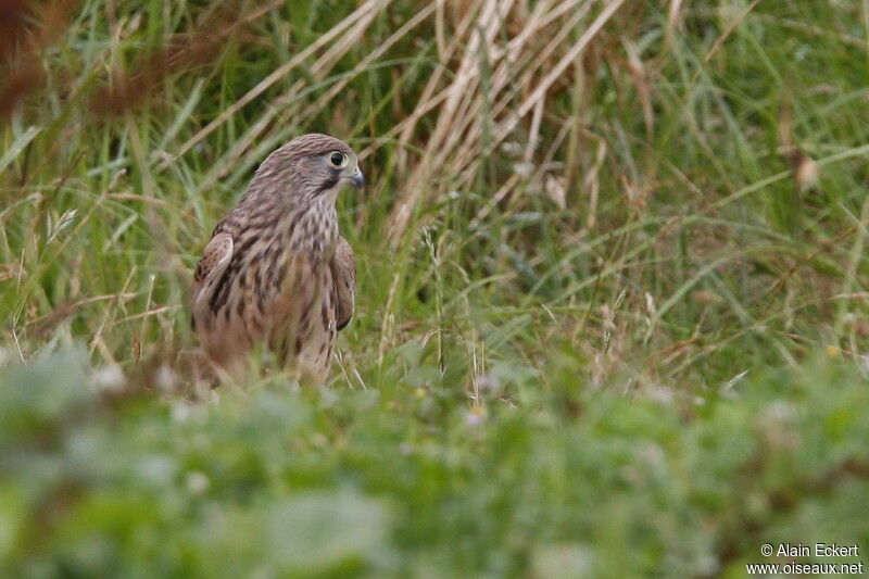 Common Kestrel