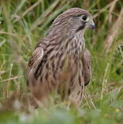 Common Kestrel