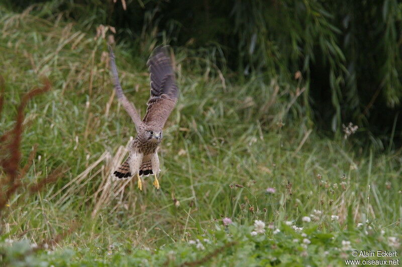 Common Kestrel