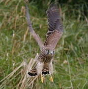 Common Kestrel