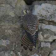 Common Kestrel