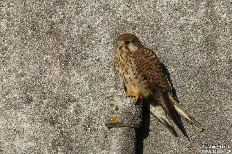 Faucon crécerelle