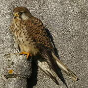 Common Kestrel