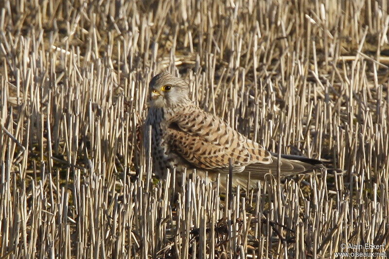 Common Kestrel