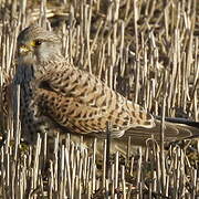 Faucon crécerelle