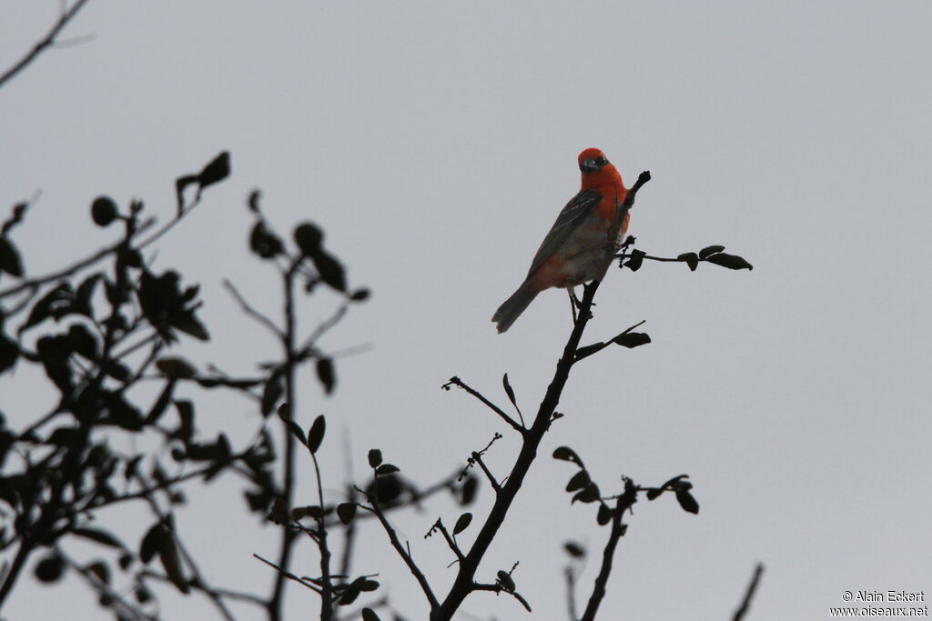 Foudi rouge