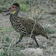 Francolin à cou jaune