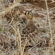 Black-faced Sandgrouse