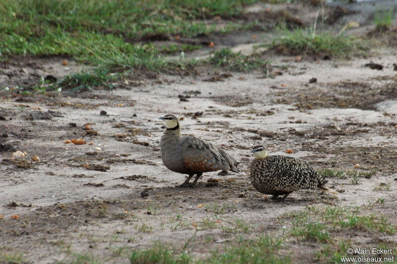 Yellow-throated Sandgrouse