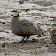 Yellow-throated Sandgrouse