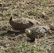 Yellow-throated Sandgrouse