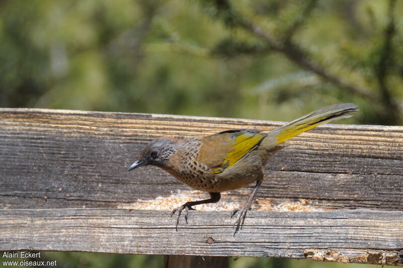 Chestnut-crowned Laughingthrushadult