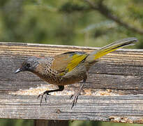 Chestnut-crowned Laughingthrush