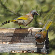 Chestnut-crowned Laughingthrush