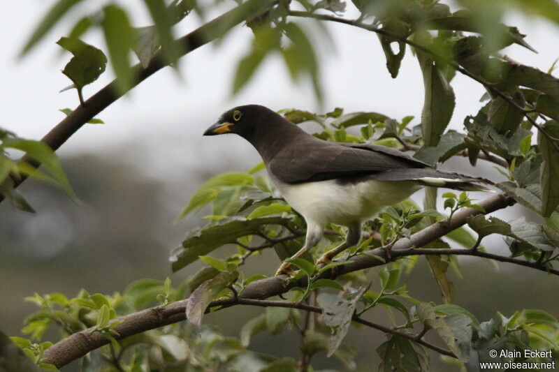 Brown Jay