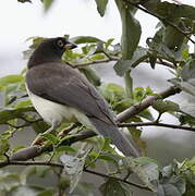 Brown Jay