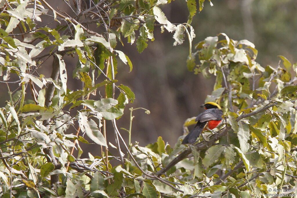 Yellow-crowned Gonolek