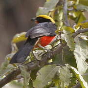 Yellow-crowned Gonolek