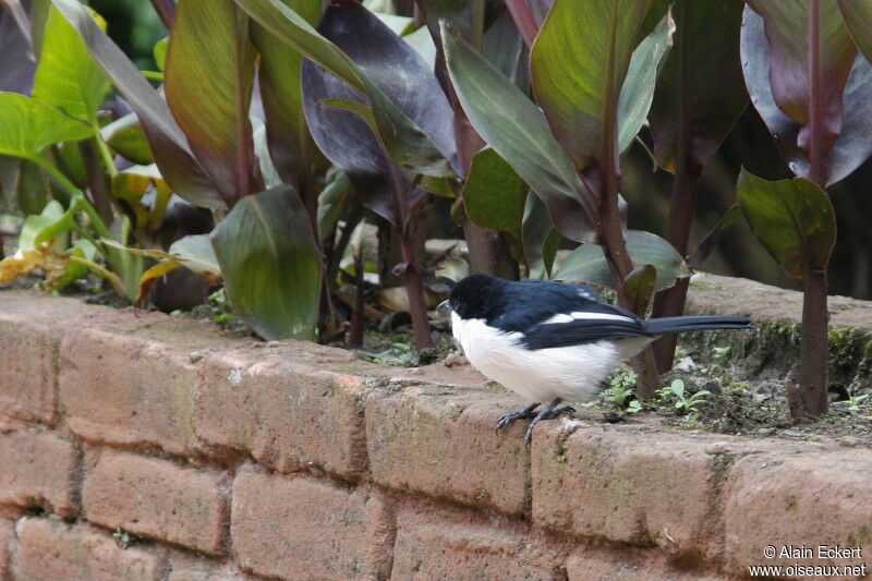 Tropical Boubou, identification