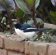 Tropical Boubou