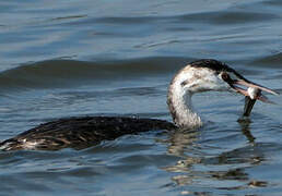 Great Crested Grebe
