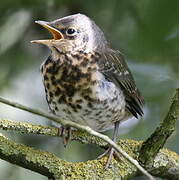 Fieldfare