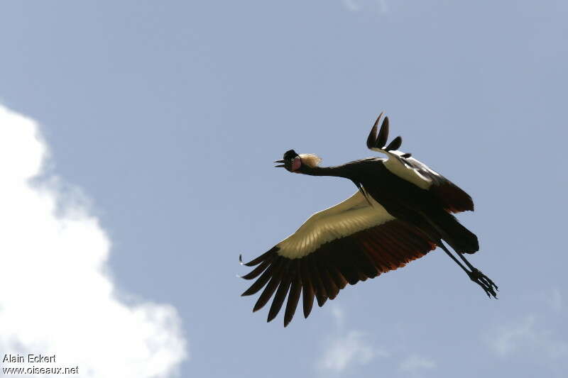 Black Crowned Crane, Flight