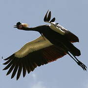 Black Crowned Crane