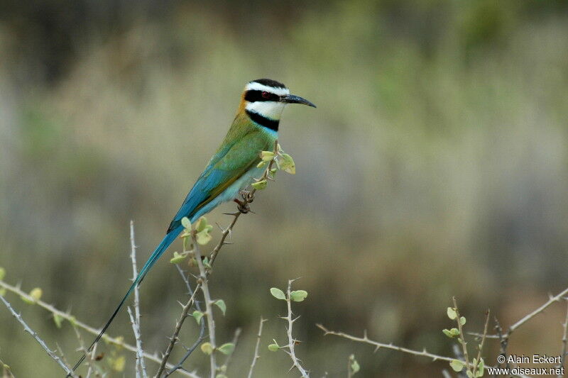 White-throated Bee-eater