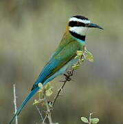 White-throated Bee-eater