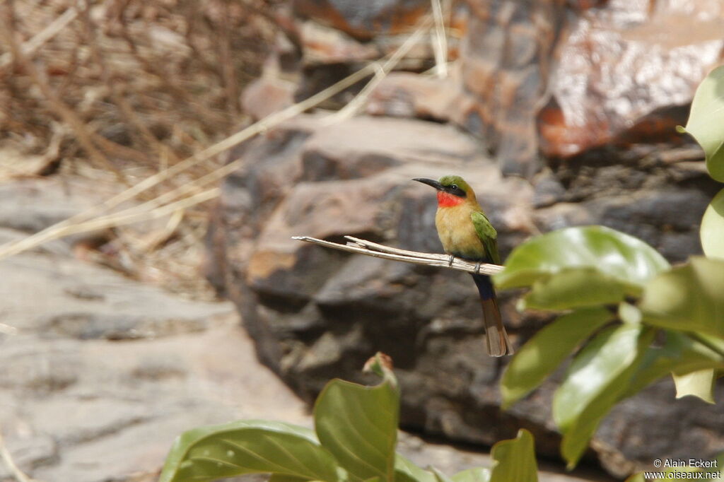 Red-throated Bee-eater