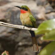 Red-throated Bee-eater