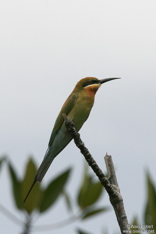 Blue-tailed Bee-eater