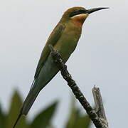 Blue-tailed Bee-eater