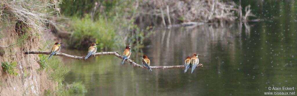 European Bee-eater