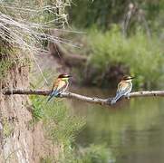 European Bee-eater