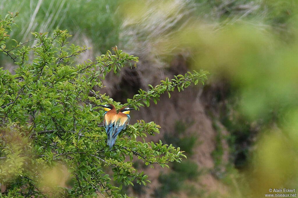 European Bee-eater