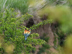 European Bee-eater