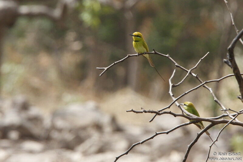 Green Bee-eater