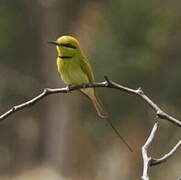 Asian Green Bee-eater