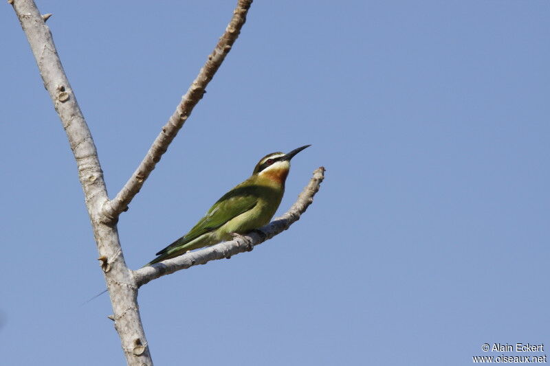 Olive Bee-eater